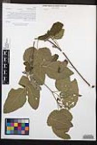Rubus ursinus image