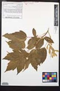 Acer negundo var. californicum image