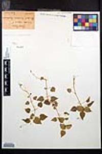 Circaea alpina image
