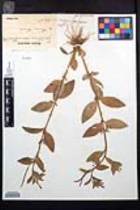 Epilobium roseum image