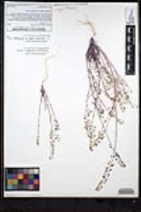 Thysanocarpus desertorum image