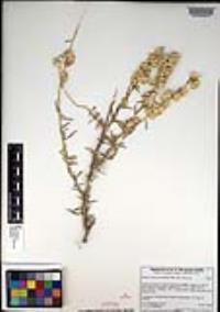 Atriplex canescens var. canescens image