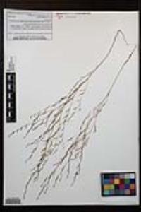 Gayophytum diffusum image
