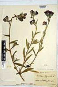 Anchusa officinalis image