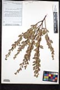 Rhamnus crocea subsp. pilosa image