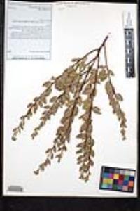 Rhamnus crocea image