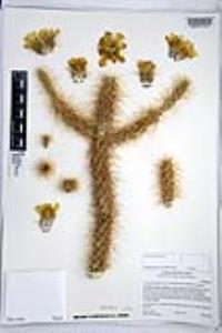 Cylindropuntia ganderi image