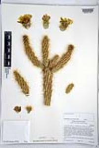 Cylindropuntia ganderi image