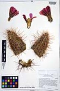 Echinocereus engelmannii image