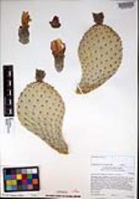 Opuntia basilaris image