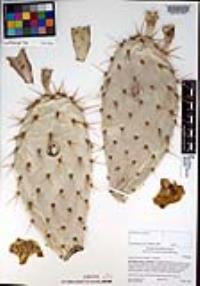 Opuntia littoralis image