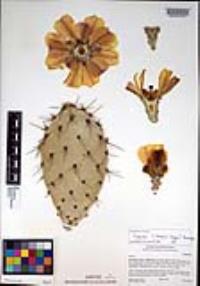 Opuntia littoralis image