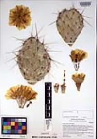 Opuntia phaeacantha image