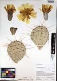 Opuntia phaeacantha image