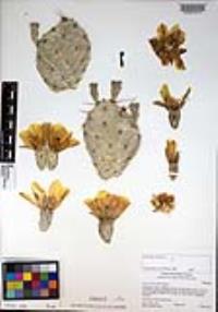 Opuntia phaeacantha image