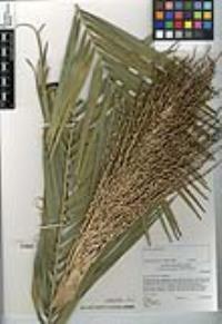 Phoenix canariensis image