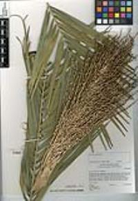 Phoenix canariensis image