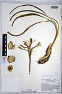 Hesperocallis undulata image