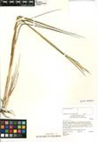 Spartina foliosa image