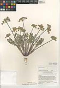 Lomatium dasycarpum image