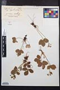 Fragaria vesca image