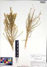 Ericameria paniculata image