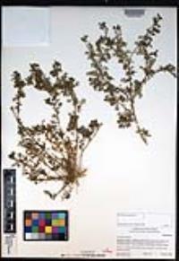 Lepidium didymum image