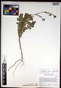 Hirschfeldia incana image