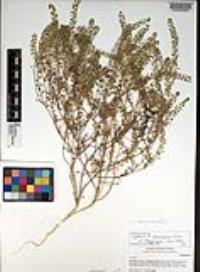 Lepidium ramosissimum image