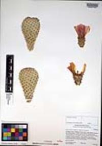 Opuntia basilaris image