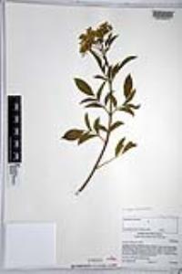 Sambucus cerulea image
