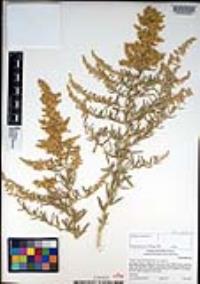 Atriplex canescens var. canescens image