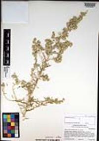 Atriplex canescens var. canescens image