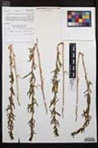 Camissoniopsis robusta image