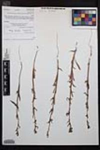 Camissoniopsis robusta image