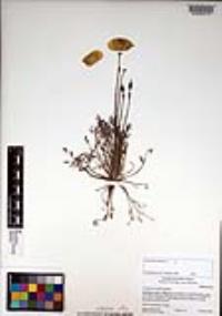 Eschscholzia californica image