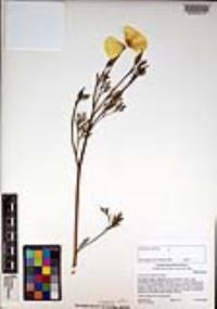 Eschscholzia californica image