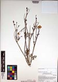 Eschscholzia californica image