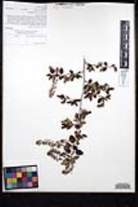 Ceanothus leucodermis image