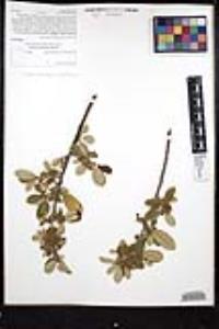 Frangula californica image