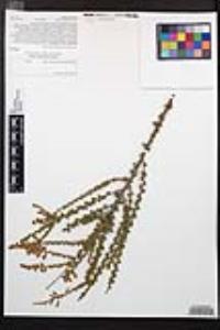 Adenostoma fasciculatum image