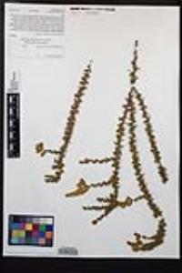 Adenostoma fasciculatum image