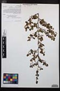 Cercocarpus minutiflorus image