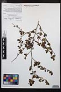 Cercocarpus minutiflorus image