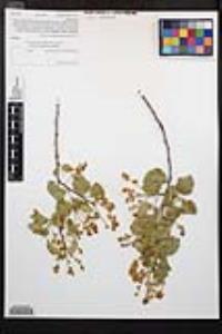 Prunus ilicifolia subsp. ilicifolia image