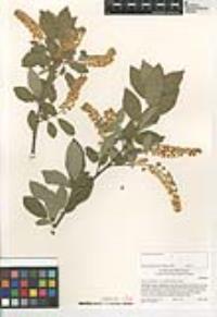 Prunus virginiana var. demissa image