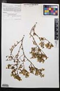 Larrea tridentata image