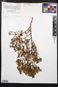 Larrea tridentata image