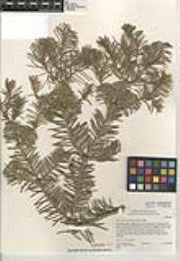 Abies concolor image