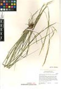 Stipa californica image